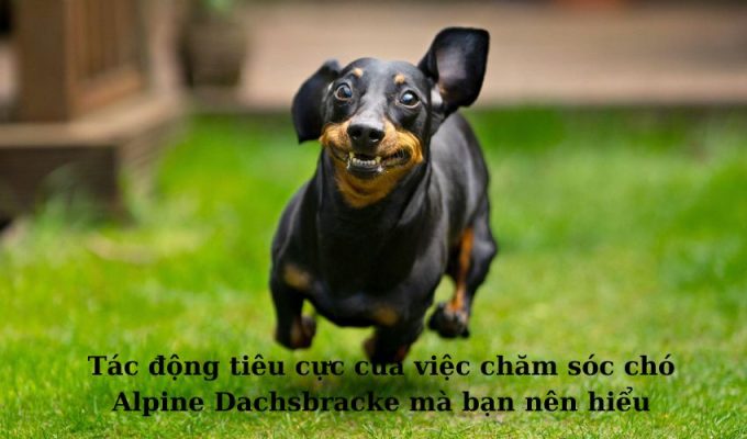 Tác động tiêu cực của việc chăm sóc chó Alpine Dachsbracke mà bạn nên hiểu