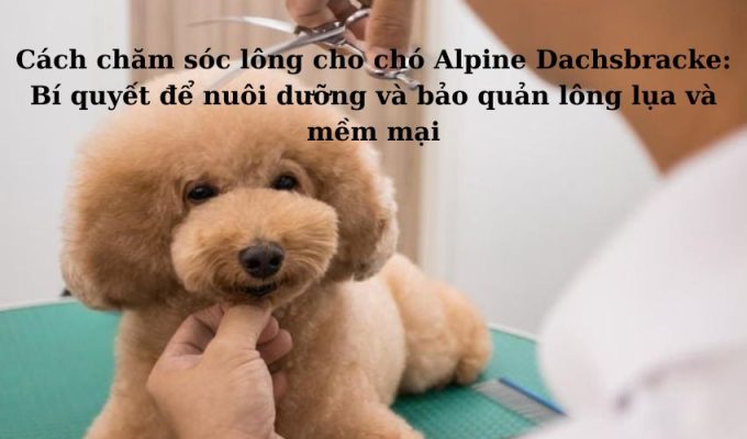 Cách chăm sóc lông cho chó Alpine Dachsbracke: Bí quyết để nuôi dưỡng và bảo quản lông lụa và mềm mại