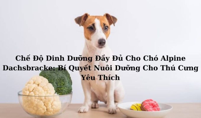 Chế Độ Dinh Dưỡng Đầy Đủ Cho Chó Alpine Dachsbracke: Bí Quyết Nuôi Dưỡng Cho Thú Cưng Yêu Thích