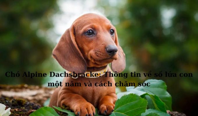 Chó Alpine Dachsbracke: Thông tin về số lứa con một năm và cách chăm sóc