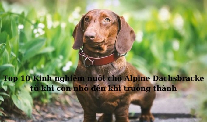 Top 10 Kinh nghiệm nuôi chó Alpine Dachsbracke từ khi còn nhỏ đến khi trưởng thành