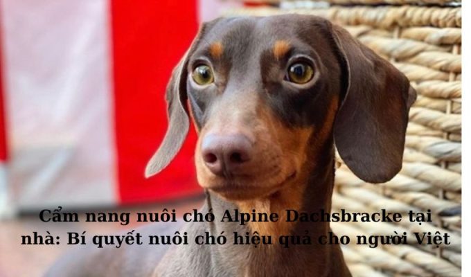 Cẩm nang nuôi chó Alpine Dachsbracke tại nhà: Bí quyết nuôi chó hiệu quả cho người Việt