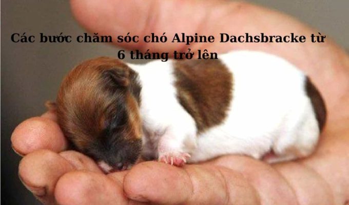 Các bước chăm sóc chó Alpine Dachsbracke từ 6 tháng trở lên