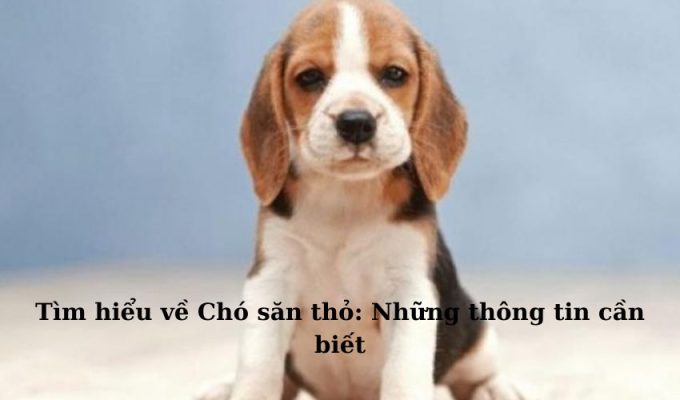 Tìm hiểu về Chó săn thỏ: Những thông tin cần biết