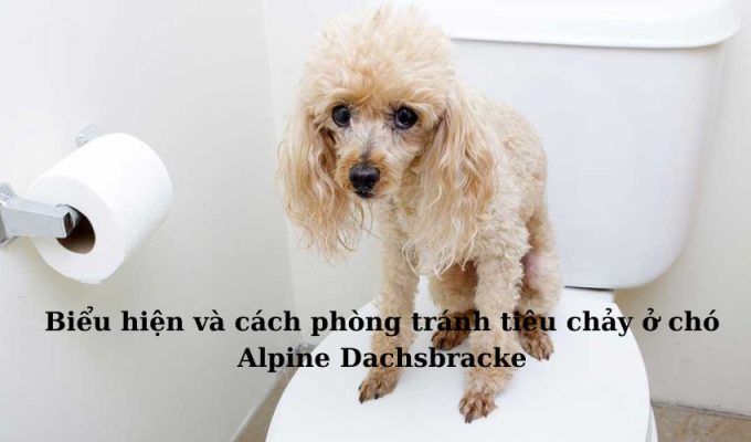 Biểu hiện và cách phòng tránh tiêu chảy ở chó Alpine Dachsbracke