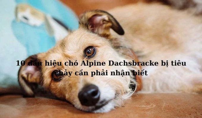 10 dấu hiệu chó Alpine Dachsbracke bị tiêu chảy cần phải nhận biết