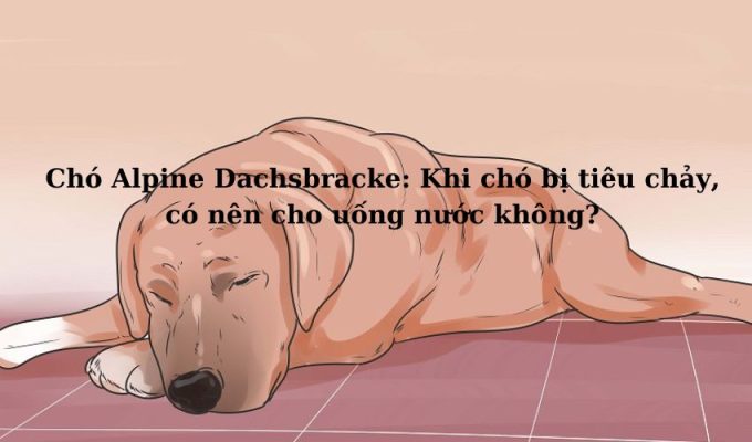 Chó Alpine Dachsbracke: Khi chó bị tiêu chảy, có nên cho uống nước không?