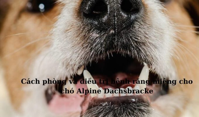 Cách phòng và điều trị bệnh răng miệng cho chó Alpine Dachsbracke