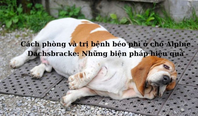 Cách phòng và trị bệnh béo phì ở chó Alpine Dachsbracke: Những biện pháp hiệu quả