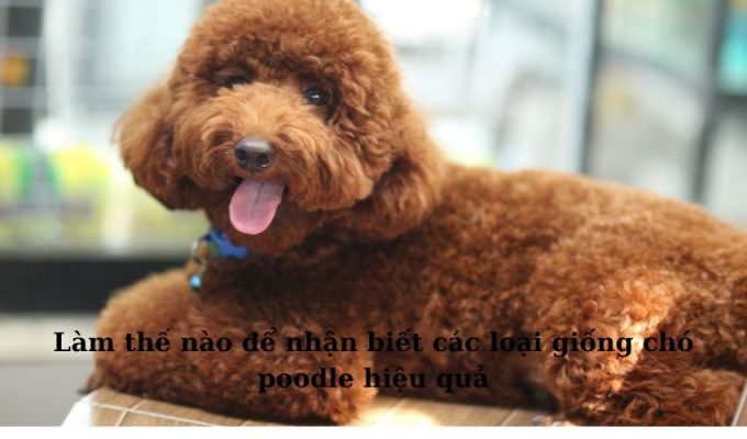 Làm thế nào để nhận biết các loại giống chó poodle hiệu quả