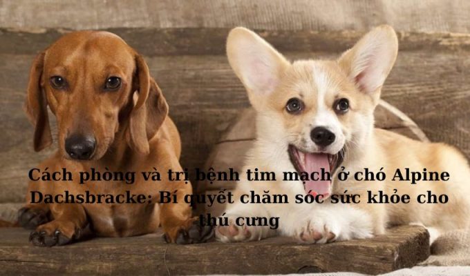 Cách phòng và trị bệnh tim mạch ở chó Alpine Dachsbracke: Bí quyết chăm sóc sức khỏe cho thú cưng