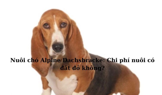 Nuôi chó Alpine Dachsbracke: Chi phí nuôi có đắt đỏ không?