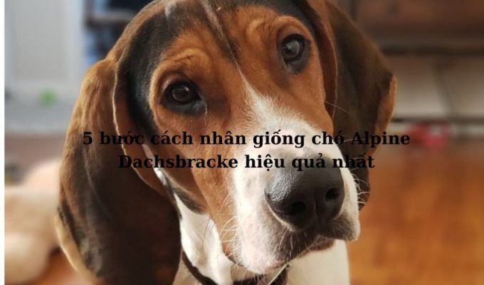 5 bước cách nhân giống chó Alpine Dachsbracke hiệu quả nhất