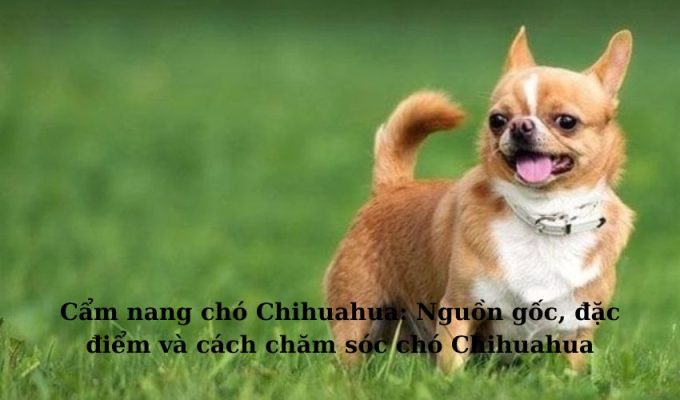 Cẩm nang chó Chihuahua: Nguồn gốc, đặc điểm và cách chăm sóc chó Chihuahua