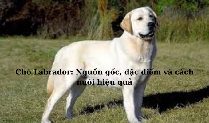 Chó Labrador: Nguồn gốc, đặc điểm và cách nuôi hiệu quả