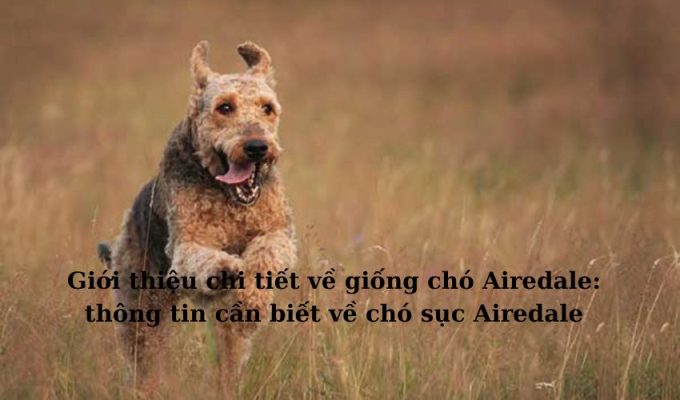 Giới thiệu chi tiết về giống chó Airedale: thông tin cần biết về chó sục Airedale