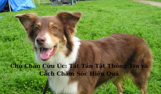 Chó Chăn Cừu Úc: Tất Tần Tật Thông Tin và Cách Chăm Sóc Hiệu Quả