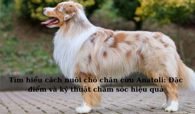 Tìm hiểu cách nuôi chó chăn cừu Anatoli: Đặc điểm và kỹ thuật chăm sóc hiệu quả