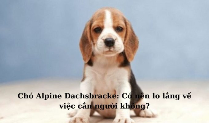 Chó Alpine Dachsbracke: Có nên lo lắng về việc cắn người không?