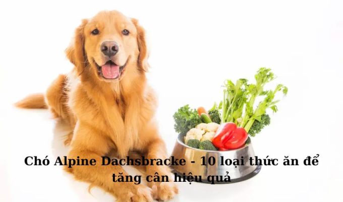 Chó Alpine Dachsbracke – 10 loại thức ăn để tăng cân hiệu quả