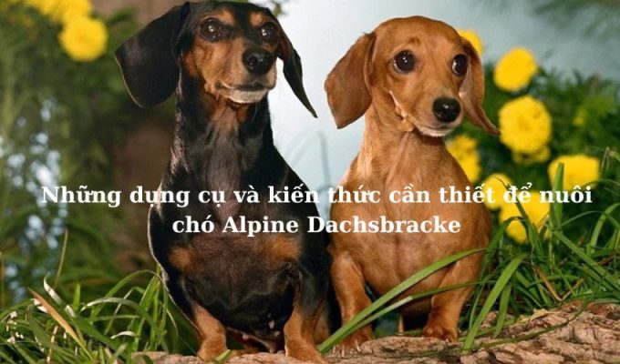 Những dụng cụ và kiến thức cần thiết để nuôi chó Alpine Dachsbracke