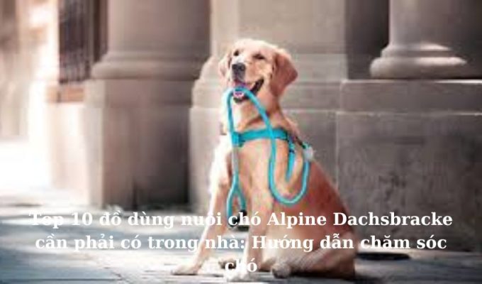 Top 10 đồ dùng nuôi chó Alpine Dachsbracke cần phải có trong nhà: Hướng dẫn chăm sóc chó