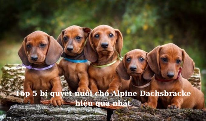 Top 5 bí quyết nuôi chó Alpine Dachsbracke hiệu quả nhất