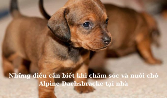 Những điều cần biết khi chăm sóc và nuôi chó Alpine Dachsbracke tại nhà