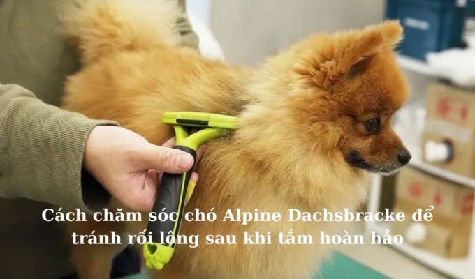 Cách chăm sóc chó Alpine Dachsbracke để tránh rối lông sau khi tắm hoàn hảo