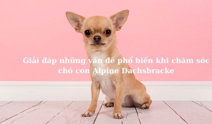 Giải đáp những vấn đề phổ biến khi chăm sóc chó con Alpine Dachsbracke