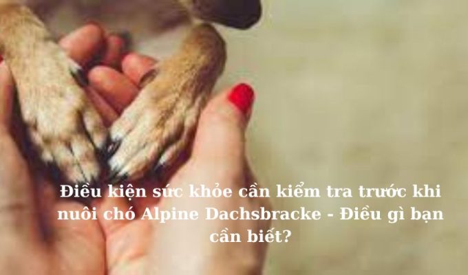 Điều kiện sức khỏe cần kiểm tra trước khi nuôi chó Alpine Dachsbracke – Điều gì bạn cần biết?