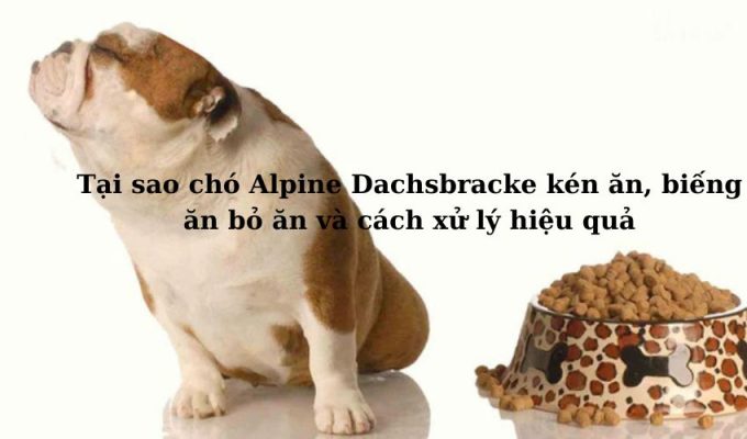 Tại sao chó Alpine Dachsbracke kén ăn, biếng ăn bỏ ăn và cách xử lý hiệu quả