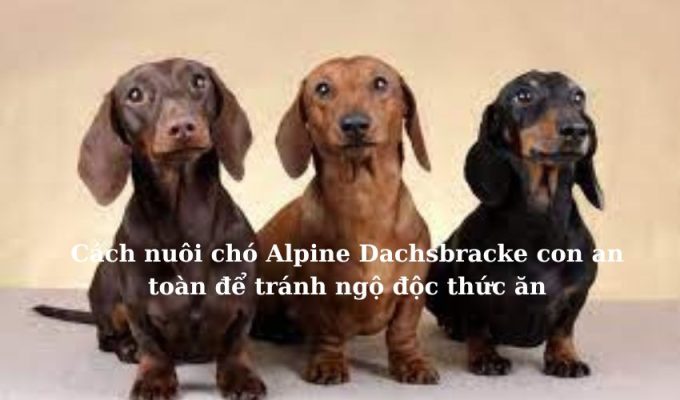 Cách nuôi chó Alpine Dachsbracke con an toàn để tránh ngộ độc thức ăn