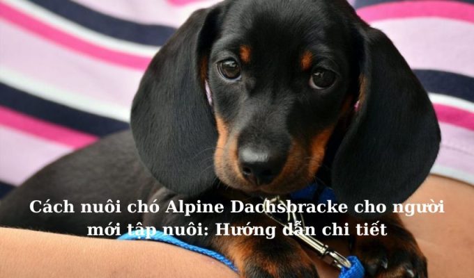 Cách nuôi chó Alpine Dachsbracke cho người mới tập nuôi: Hướng dẫn chi tiết