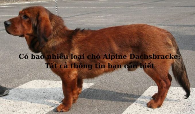 Có bao nhiêu loại chó Alpine Dachsbracke: Tất cả thông tin bạn cần biết