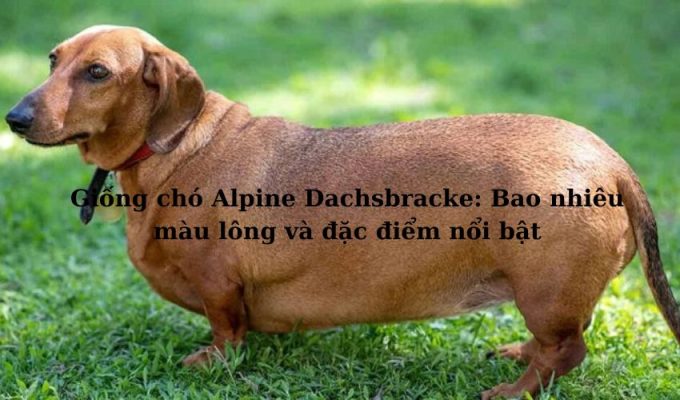 Giống chó Alpine Dachsbracke: Bao nhiêu màu lông và đặc điểm nổi bật