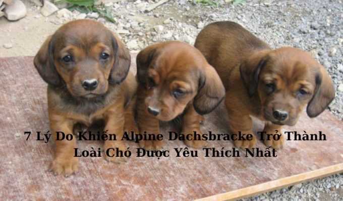 7 Lý Do Khiến Alpine Dachsbracke Trở Thành Loài Chó Được Yêu Thích Nhất