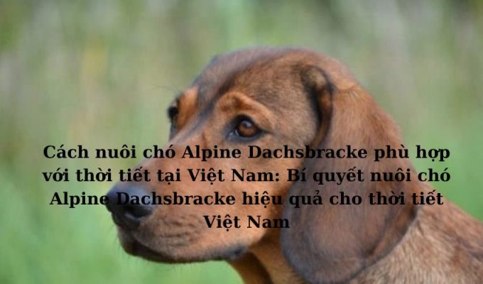 Cách nuôi chó Alpine Dachsbracke phù hợp với thời tiết tại Việt Nam: Bí quyết nuôi chó Alpine Dachsbracke hiệu quả cho thời tiết Việt Nam