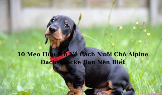 10 Mẹo Hữu Ích Về Cách Nuôi Chó Alpine Dachsbracke Bạn Nên Biết