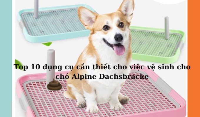 Top 10 dụng cụ cần thiết cho việc vệ sinh cho chó Alpine Dachsbracke