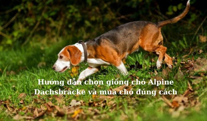 Hướng dẫn chọn giống chó Alpine Dachsbracke và mua chó đúng cách